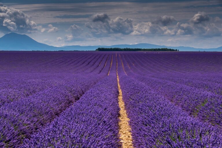 Igor Debevec - Lavender-fields-IV